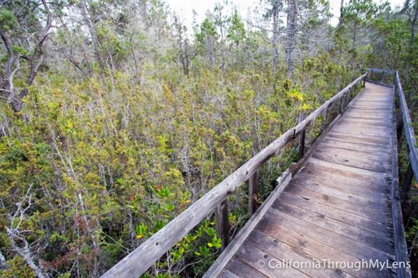 Van Damme State Park (SP) / Beach / Pygmy Forest / Fern Canyon Trail / Spring Ranch Trail - Fern Canyon Trail (3/24/2016 - Credits: Photo courtesy of Josh McNair, californiathroughmylens.com)