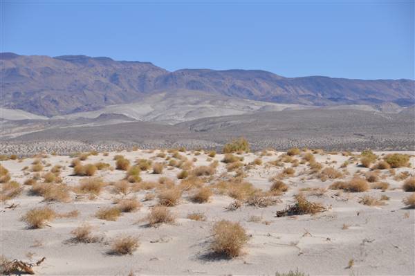 Olancha Sand Dunes - Bureau of Land Management - California Desert District - Ridgecrest Field Office - BLM - Off Highway Vehicle Area - OHV (4/12/2016 - Credits: Photo by Robin Citrin)
