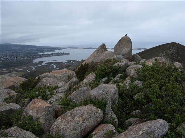 Morro Bay State Park (SP) (4/30/2009 - Credits: "Mike" Michael L. Baird [CC BY 2.0 (http://creativecommons.org/licenses/by/2.0)], via Wikimedia Commons)