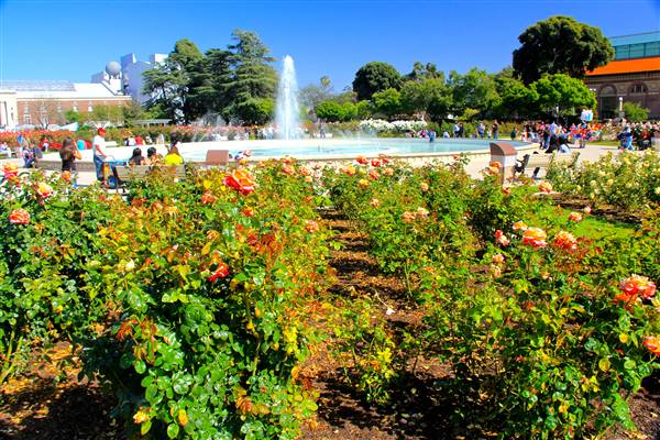 Exposition Park Rose Garden (4/15/2012 - Credits: By MikeJiroch (Own work) [CC BY-SA 3.0 (http://creativecommons.org/licenses/by-sa/3.0)], via Wikimedia Commons)