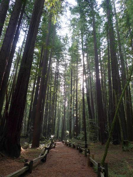 Armstrong Redwoods State Natural Reserve (SNR) (12/11/2011 - Credits: "Armstrong Redwoods Mushroom Hunt" by Mark Hogan (CC BY-SA 2.0) https://www.flickr.com/photos/markhogan/)