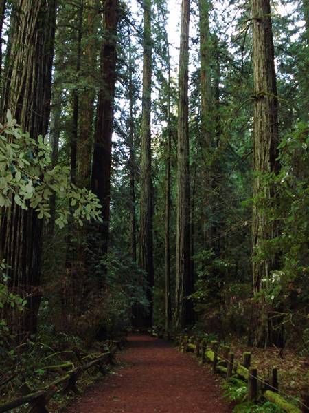 Armstrong Redwoods State Natural Reserve (SNR) (1/28/2008 - Credits: "Armstrong Redwood State Reserve" by A Syne (CC BY_SA 2.0) [https://creativecommons.org/licenses/by-sa/2.0/] https://www.flickr.com/photos/24293932@N00/)