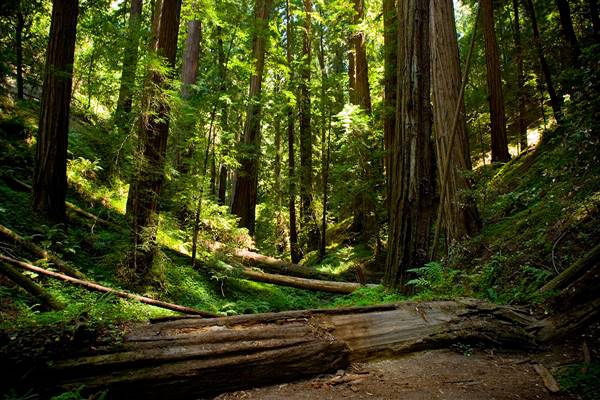 Portola Redwoods State Park (SP) (8/17/2008 - Credits: "Portola Redwoods" by Flickr User: Shalaco (CC BY-NC-ND 2.0) [https://creativecommons.org/licenses/by-nc-nd/2.0/legalcode] https://www.flickr.com/photos/shalaco/)