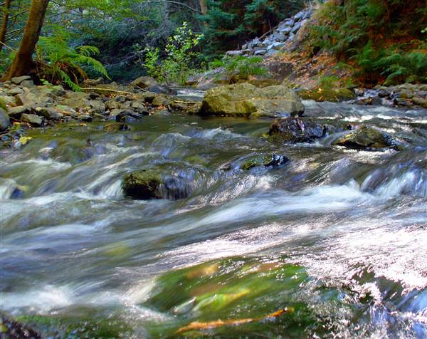 Samuel P. Taylor State Park (SP) (9/11/2005 - Credits: "P1000676" by Brian Tobin (CC BY-NC-ND 2.0) [https://creativecommons.org/licenses/by-nc-nd/2.0/legalcode] https://www.flickr.com/photos/btobin/)