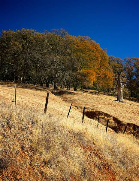 Mount Diablo State Park (SP) (11/15/2013 - Credits: "Diablo Hillside Fall No. 1" by Charlie Day (CC BY-ND 2.0) [https://creativecommons.org/licenses/by-nd/2.0/legalcode] https://www.flickr.com/photos/60700203@N03/)
