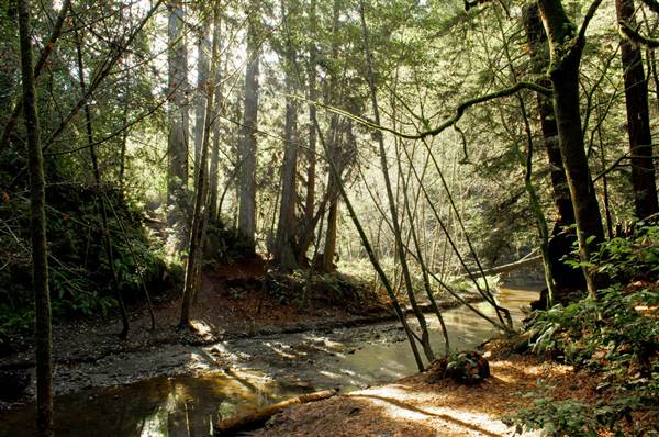 Forest of Nisene Marks State Park (SP), The (12/9/2012 - Credits: "Forest of Nisene Marks" Image by Davidlohr Bueso (CC BY 2.0)[https://creativecommons.org/licenses/by/2.0/legalcode]https://www.flickr.com/photos/daverugby83/)