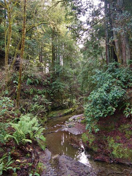 Forest of Nisene Marks State Park (SP), The (2/16/2014 - Credits: "Forest of Nisene Marks" Image by J. Maughn (CC BY-NC 2.0)[https://creativecommons.org/licenses/by-nc/2.0/legalcode]https://www.flickr.com/photos/jmaughn/)