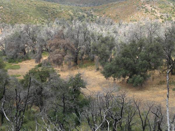 Cuyamaca Rancho State Park (SP), Lake Cuyamaca and Grand Valley Rapids (8/31/2008 - Credits: "Ghost Forest" by Chris Palmer (CC BY-SA 2.0)[https://creativecommons.org/licenses/by-sa/2.0/legalcode]https://www.flickr.com/photos/ginsnob/)