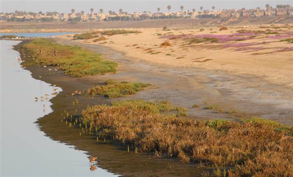 Bolsa Chica Ecological Reserve - California Department of Fish & Wildlife (CDFW) (7/9/2013 - Credits: "Bolsa Chica" by Chris Jepsen (CC BY-NC-ND 2.0)[https://creativecommons.org/licenses/by-nc-nd/2.0/legalcode]https://www.flickr.com/photos/traderchris/)