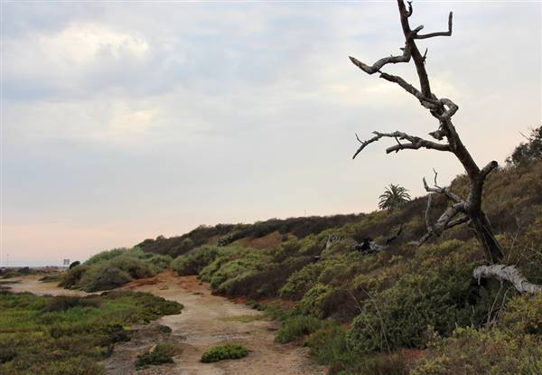 Bolsa Chica Ecological Reserve - California Department of Fish & Wildlife (CDFW) (7/9/2013 - Credits: "Bolsa Chica" by Chris Jepsen (CC BY-NC-ND 2.0)[https://creativecommons.org/licenses/by-nc-nd/2.0/legalcode]https://www.flickr.com/photos/traderchris/)