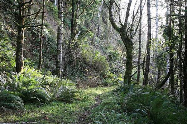 Del Norte Coast Redwoods State Park (SP) within the Redwood National and State Parks (8/4/2016 - Credits: Photograph courtesy of David Baselt - http://www.redwoodhikes.com/DelNorte/DelNorte.html)