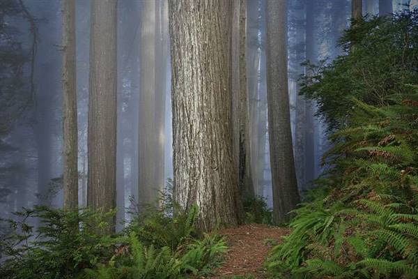 Del Norte Coast Redwoods State Park (SP) within the Redwood National and State Parks (8/4/2016 - Credits: Photograph courtesy of David Baselt - http://www.redwoodhikes.com/DelNorte/DelNorte.html)