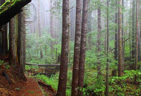 Del Norte Coast Redwoods State Park (SP) within the Redwood National and State Parks (8/4/2016 - Credits: Photograph courtesy of David Baselt - http://www.redwoodhikes.com/DelNorte/DelNorte.html)
