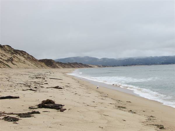 Fort Ord Dunes State Park (SP) (8/10/2016 - Credits: "Monterey Visit - August, 2013 022" by Rob Starobin (CC BY 2.0)[https://creativecommons.org/licenses/by/2.0/legalcode]https://www.flickr.com/photos/93230385@N05/)