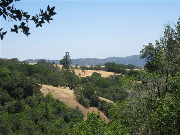 Henry W. Coe State Park (SP) (6/19/2010 - Credits: "Henry W Coe State Park - Sada Coe Pine" by Joan C Wrenn (CC BY-NC-ND 2.0) [https://creativecommons.org/licenses/by-nc-nd/2.0/legalcode]https://www.flickr.com/photos/jcwrenn/)
