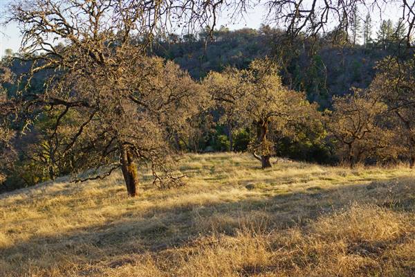 Henry W. Coe State Park (SP) (12/4/2011 - Credits: "2011-12-04 Morgan Hill, Henry W. Coe State Wilderness Park 039.jpg" by Allie Caulfield (CC BY 2.0)[https://creativecommons.org/licenses/by/2.0/legalcode]https://www.flickr.com/photos/wm_archiv/)