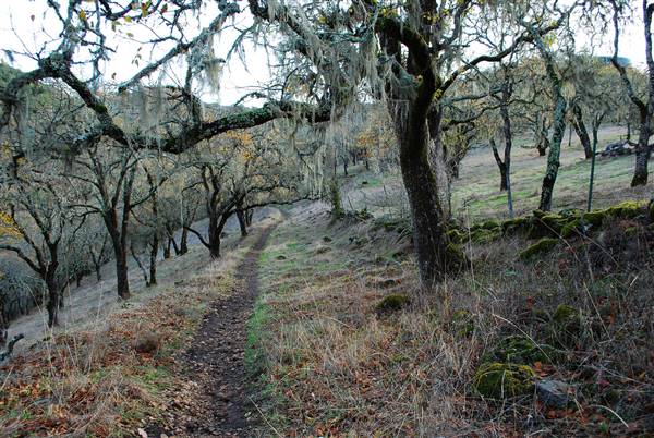Trione-Annadel State Park (SP) (12/7/2015 - Credits: "DSC_2670.jpg" by Matt Draluck (CC BY-NC 2.0)[https://creativecommons.org/licenses/by-nc/2.0/legalcode]https://www.flickr.com/photos/142962928@N08/)