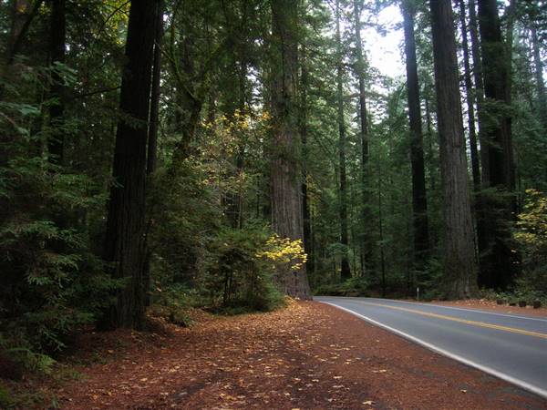 Highway 101 within Humboldt Redwoods State Park (11/5/2007 - Credits: "Avenue of the Giants" by Teri Vogel (CC BY-NC 2.0)[https://creativecommons.org/licenses/by-nc/2.0/legalcode]https://www.flickr.com/photos/tmvogel/)