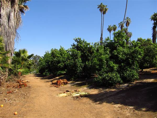 California Citrus State Historic Park (SHP) (3/24/2013 - Credits: "California Citrus State Historic Park" by Flickr User: Jasperdo (CC BY-NC-ND 2.0)[https://creativecommons.org/licenses/by-nc-nd/2.0/legalcode]https://www.flickr.com/photos/mytravelphotos/)