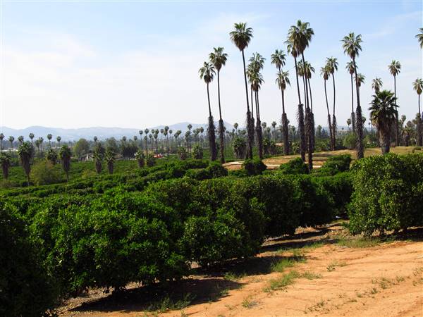 California Citrus State Historic Park (SHP) (3/24/2013 - Credits: "California Citrus State Historic Park" by Flickr User: Jasperdo (CC BY-NC-ND 2.0)[https://creativecommons.org/licenses/by-nc-nd/2.0/legalcode]https://www.flickr.com/photos/mytravelphotos/)
