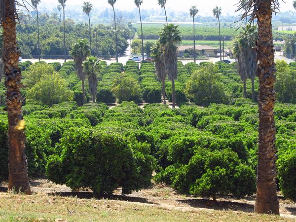 California Citrus State Historic Park (SHP) (3/24/2013 - Credits: "California Citrus State Historic Park" by Flickr User: Jasperdo (CC BY-NC-ND 2.0)[https://creativecommons.org/licenses/by-nc-nd/2.0/legalcode]https://www.flickr.com/photos/mytravelphotos/)