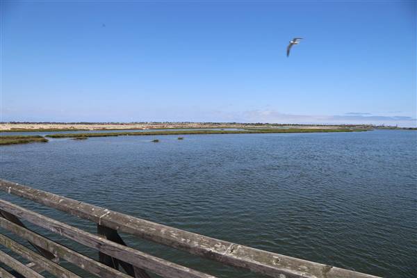 Bolsa Chica Ecological Reserve - California Department of Fish & Wildlife (CDFW) (10/18/2016 - Credits: Photo courtesy of Kris Bunting)