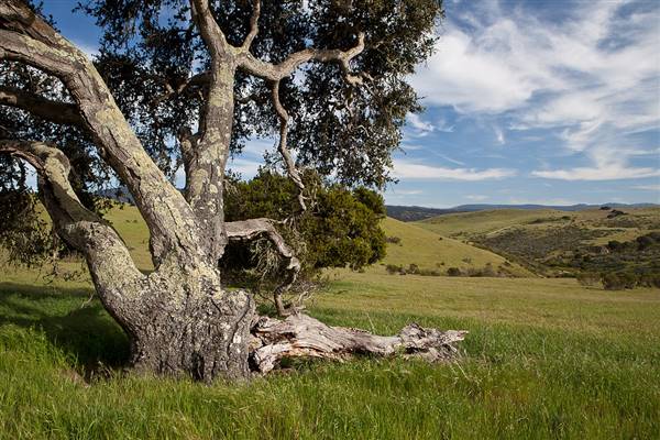 Fort Ord National Monument (4/30/2012 - Credits: "Fort Ord Tree" by BLM California (CC BY-NC-ND 2.0)[https://creativecommons.org/licenses/by-nc-nd/2.0/legalcode] https://www.flickr.com/photos/blmcalifornia/)