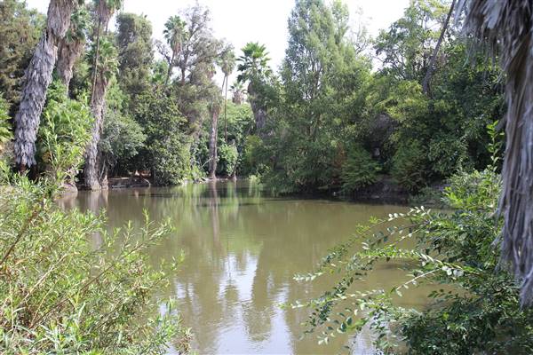 Los Angeles County Arboretum (11/3/2016 - Credits: Photo courtesy of Kris Bunting)
