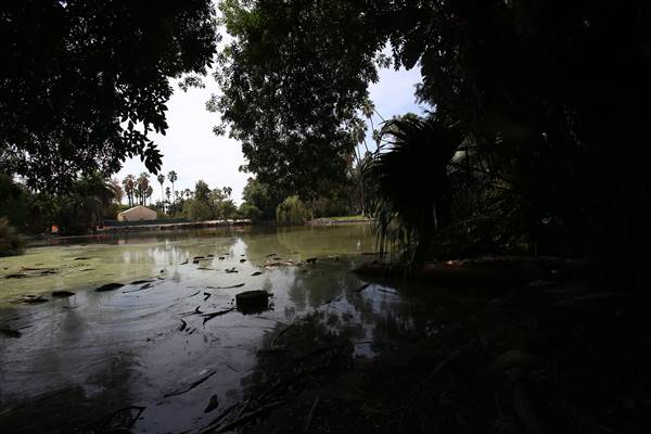 Los Angeles County Arboretum (11/3/2016 - Credits: Photo courtesy of Kris Bunting)