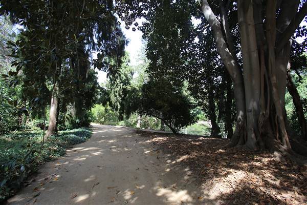 Los Angeles County Arboretum (11/3/2016 - Credits: Photo courtesy of Kris Bunting)