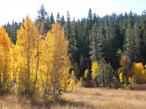 Aspens Near Highway 267 US Forest Service (4/13/2017)