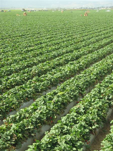 Salinas Valley (6/28/2017)