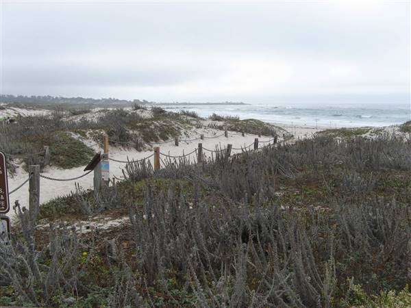 Asilomar State Beach and Conference Grounds (6/28/2017)