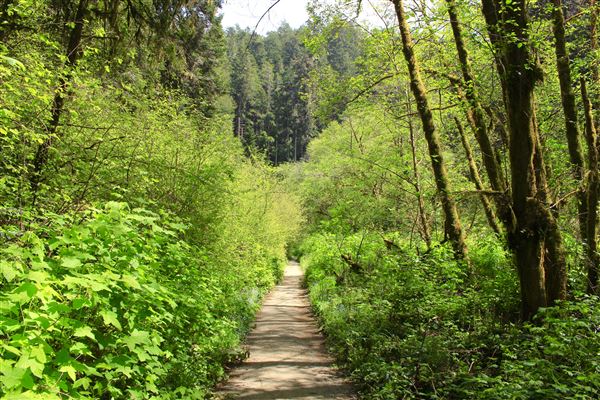 Russian Gulch State Park (SP) / Russian Gulch Bridge - Highway 1 - Fern Canyon Trail - paved trail (4/22/2018 - Credits: Kellen Lim)