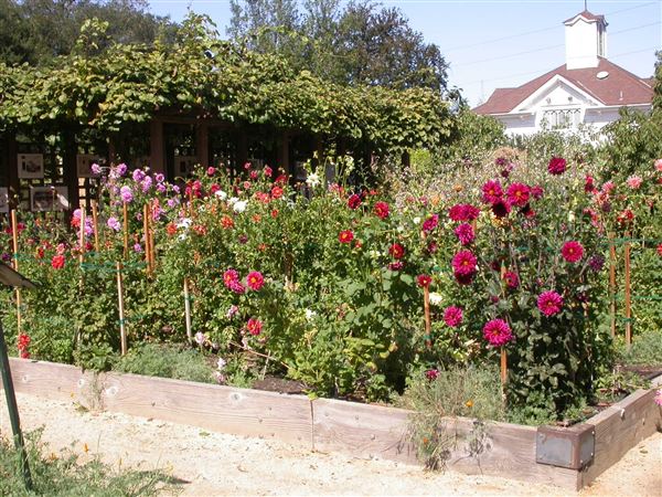 Luther Burbank Home & Gardens (7/25/2018)