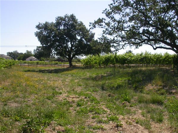 Olivet Grange Vineyard (7/25/2018)