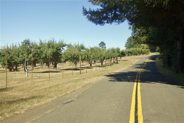 Greenwood Road - Greenwood Road/132 County Road, apple orchard, looking westward (7/30/2018 - Credits: Kellen Lim)