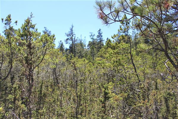 Van Damme State Park (SP) / Beach / Pygmy Forest / Fern Canyon Trail / Spring Ranch Trail - Pygmy Forest (6/1/2018 - Credits: Kellen Lim)