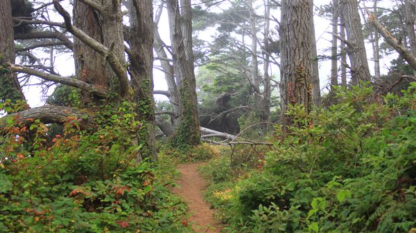 Little River Blowhole Trail - Little River - Blowhole Trail (8/6/2018 - Credits: Kellen Lim)