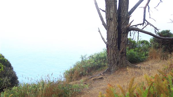 Little River Blowhole Trail - Little River - Blowhole Trail (8/6/2018 - Credits: Kellen Lim)