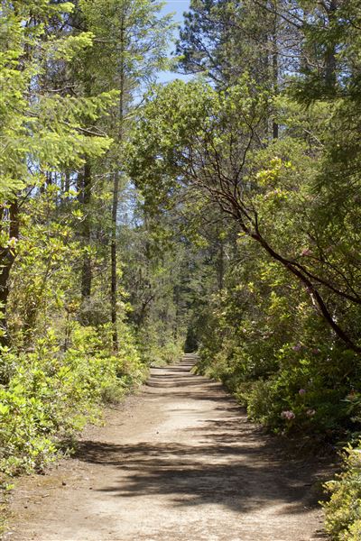 Van Damme State Park (SP) / Beach / Pygmy Forest / Fern Canyon Trail / Spring Ranch Trail - Fern Canyon Trail, back toward pygmy forest parking lot (6/1/2018 - Credits: Kellen Lim)