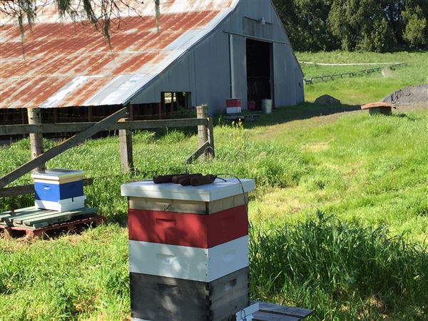 Bees Rock Ranch (5/22/2019)