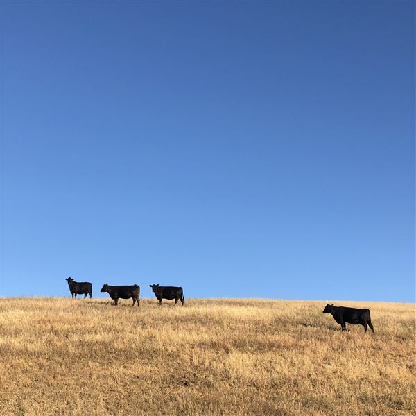 Enney Ranch @ Paso Robles (1/4/2021 - Credits: Courtney Delancey)