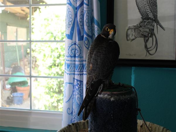West Coast Falconry (4/11/2022 - Credits: Yuba Sutter Film Commission)