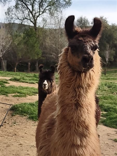 New Leaf Llama Farm (4/11/2022 - Credits: Yuba Sutter Film Commission)