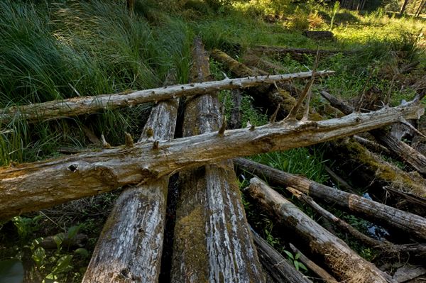 Mendocino Woodlands State Park (SP) (8/6/2012 - Credits: Brian Baer)