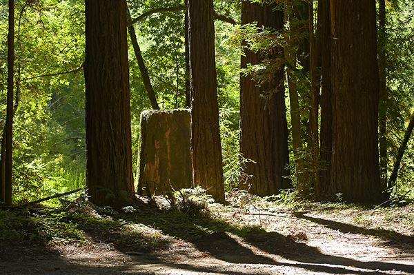 Navarro River Redwoods State Park (SP) (9/7/2011 - Credits: Brian Baer)