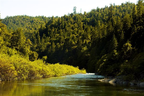 Smithe Redwoods State Natural Reserve (SNR) (6/21/2010 - Credits: Brian Baer)