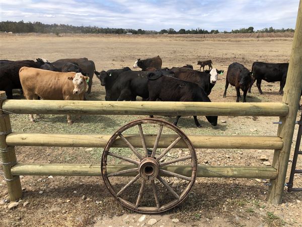 Reed River Ranch (1/26/2023 - Credits: Sally Reed)