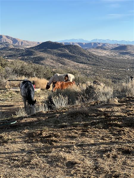 Animal Party Rescue and Sanctuary (3/17/2023)
